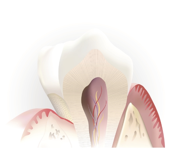 Illustrated tooth showing the layers inside of it